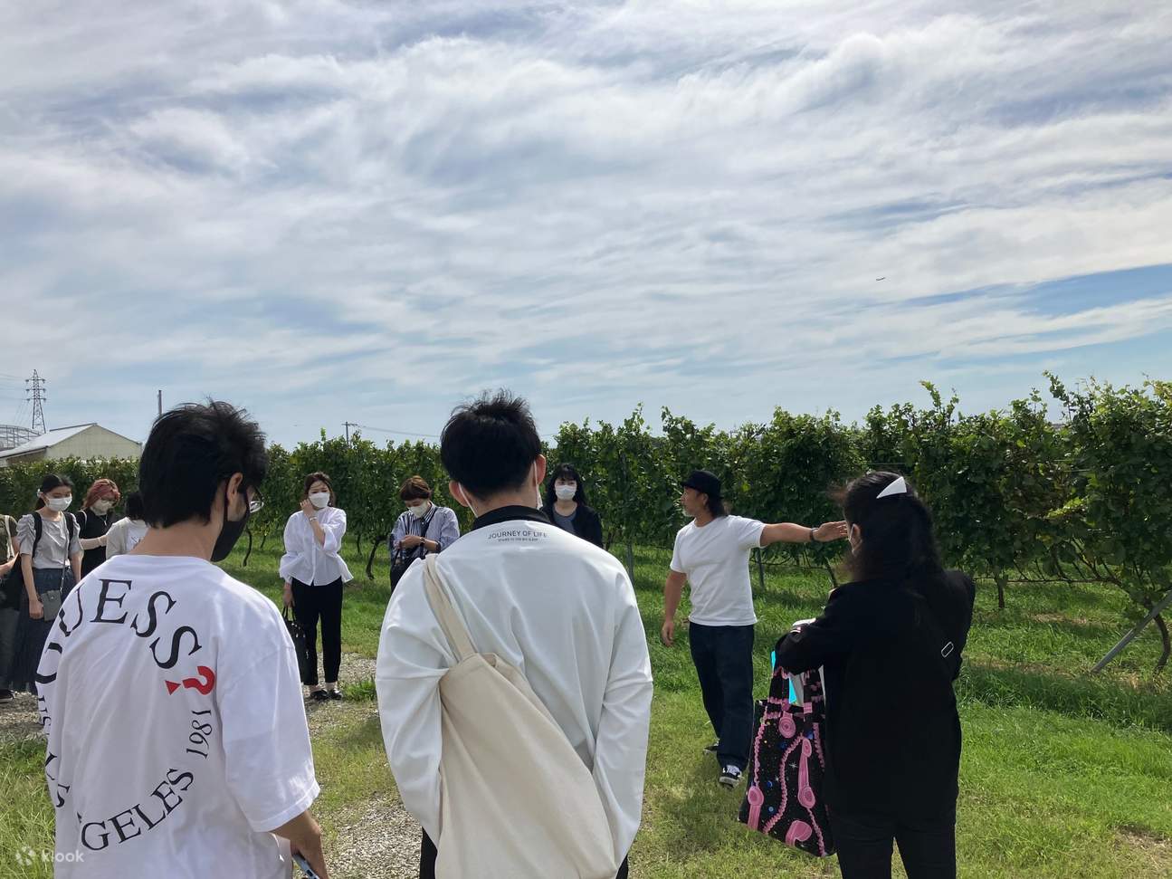 Memandu kebun anggur