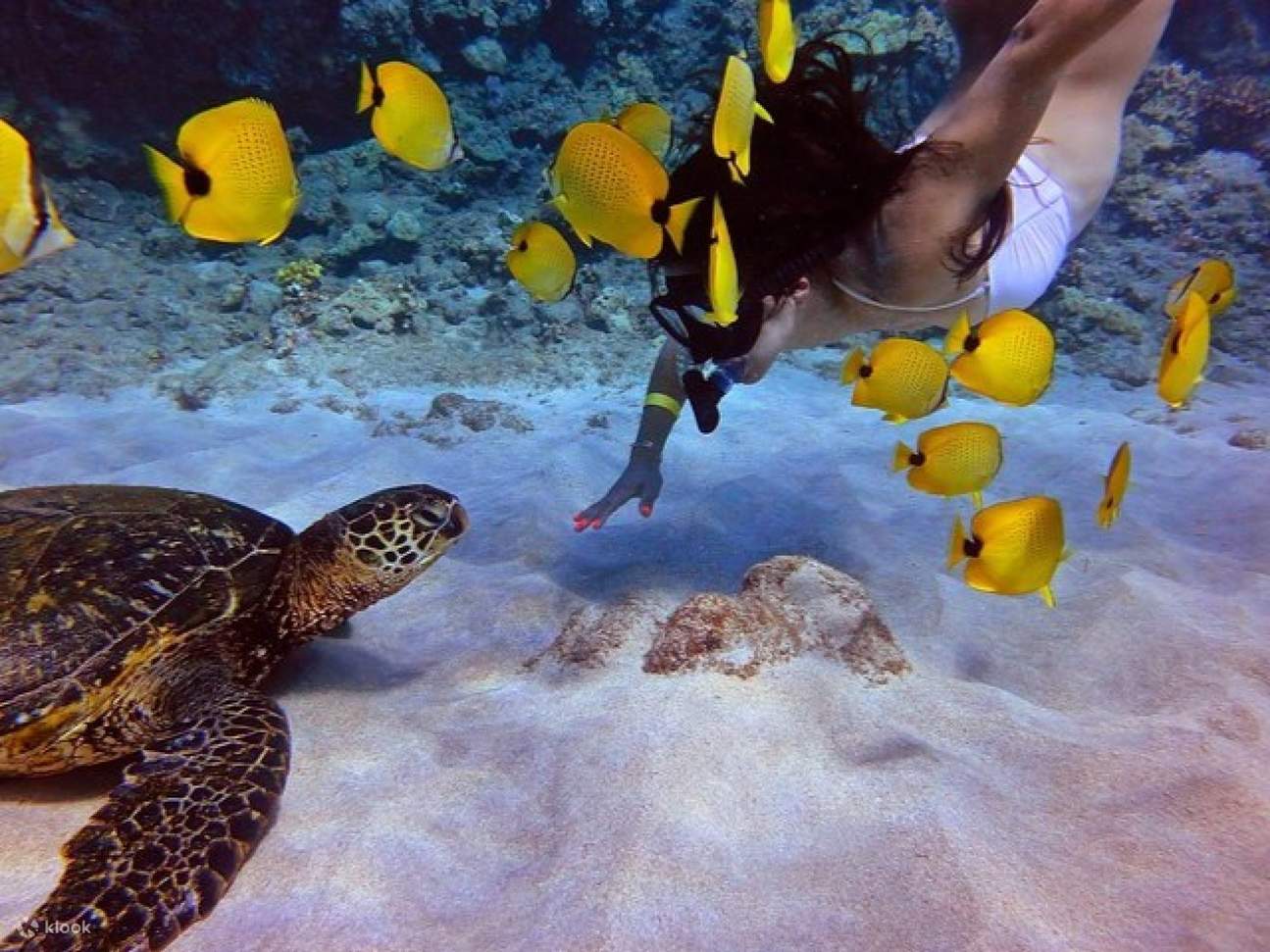 Maui: Molokini Crater dan Turtle Town Snorkeling