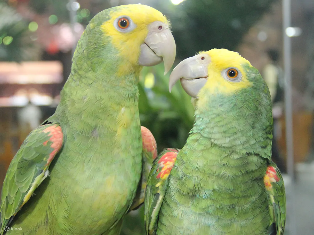 動物樂園