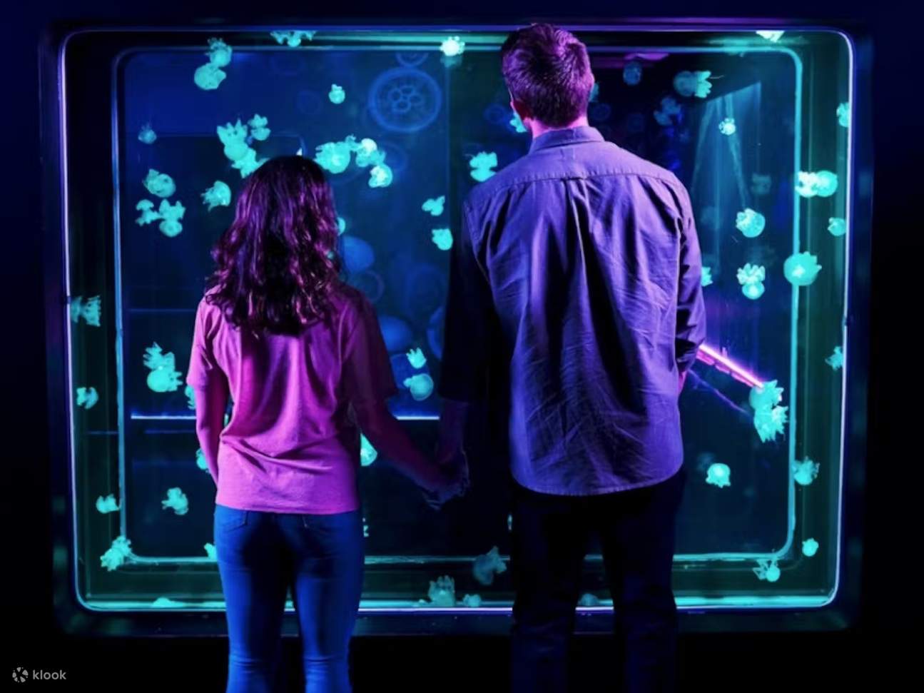 Chiêm ngưỡng những con sứa thôi miên trôi dạt trong các bể phát sáng, siêu thực, hoàn hảo cho mọi lứa tuổi