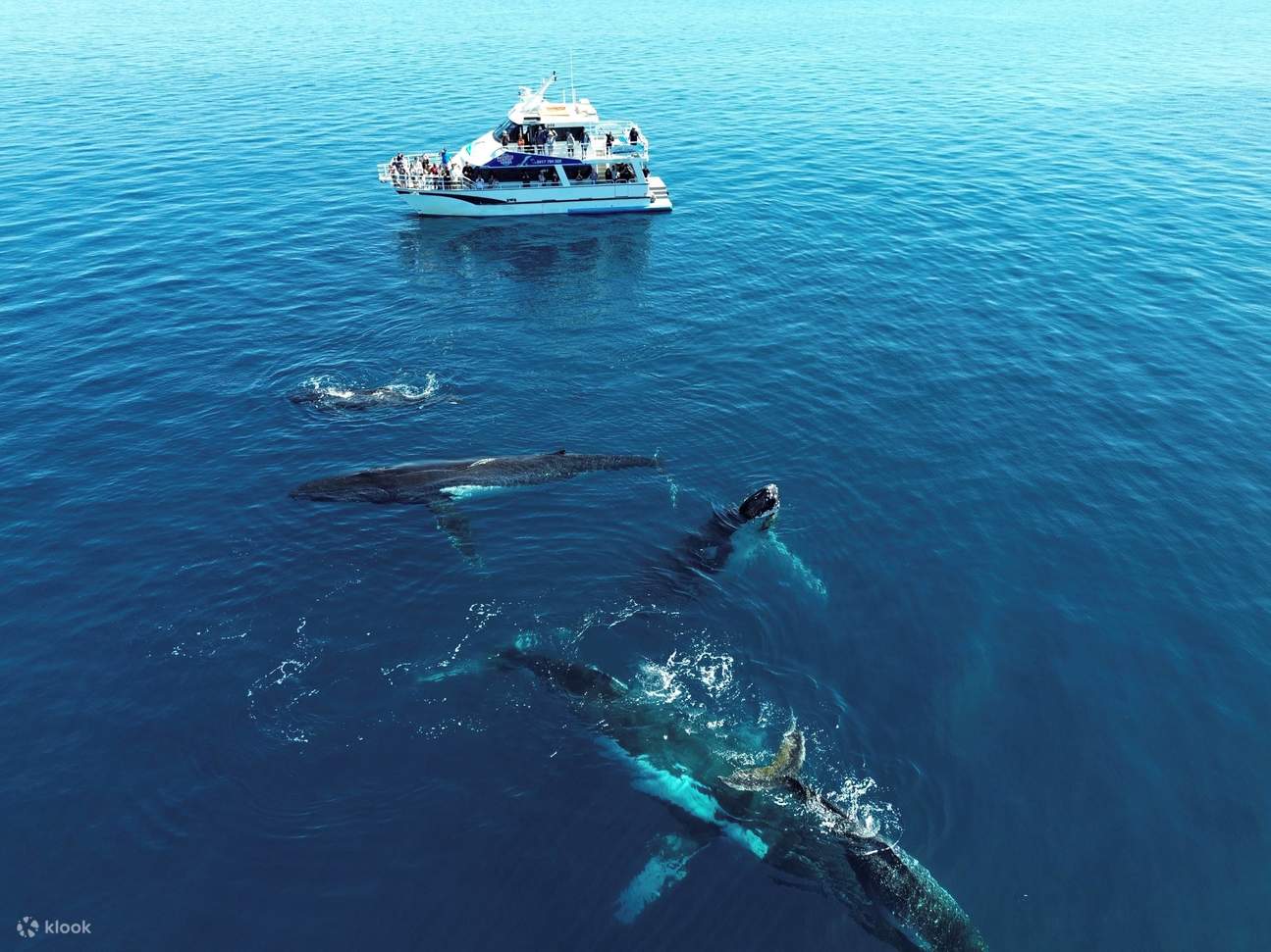 瑪格麗特河＆巴瑟爾頓＆戴士柏賞鯨遊船之旅