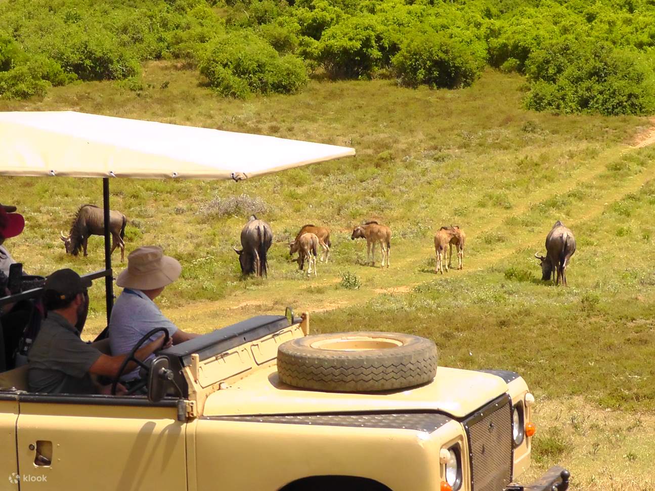 schotia safaris private game reserve