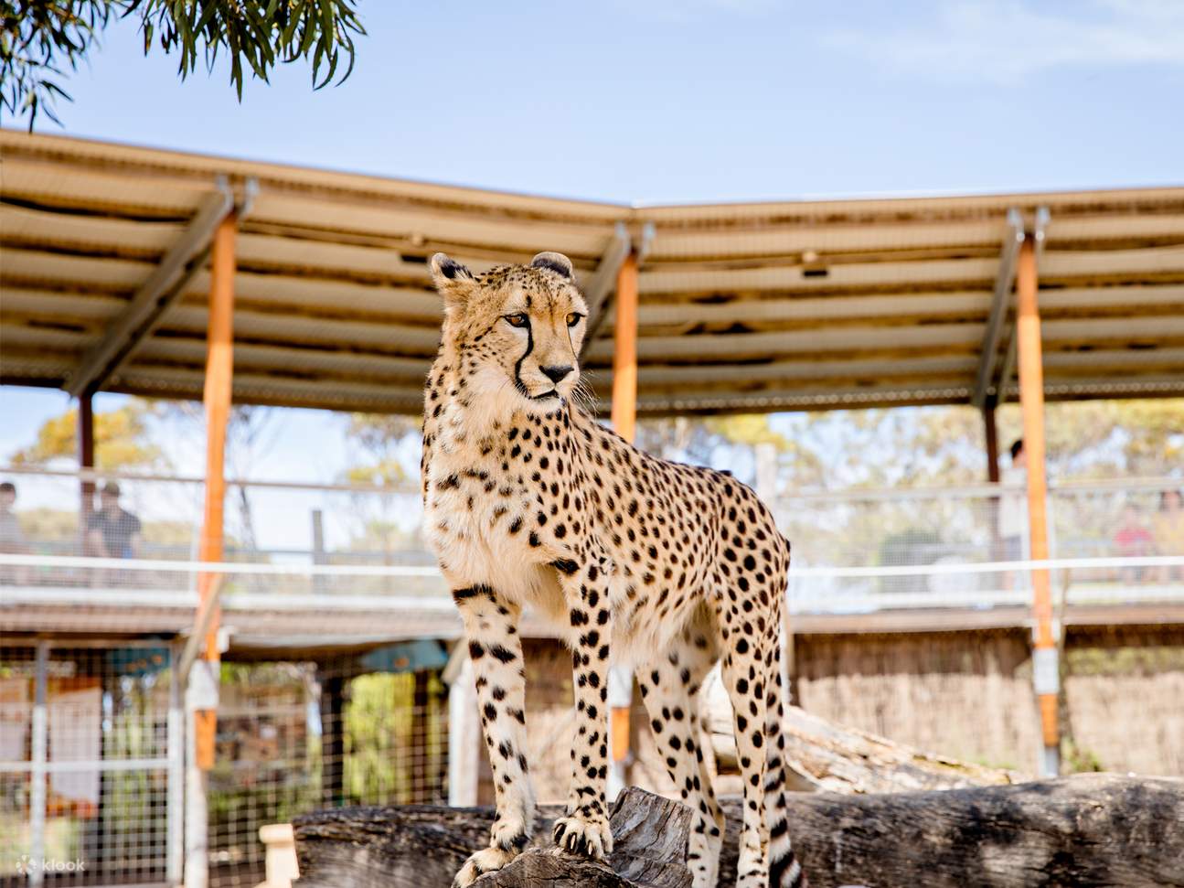 莫纳托野生动物园猎豹体验