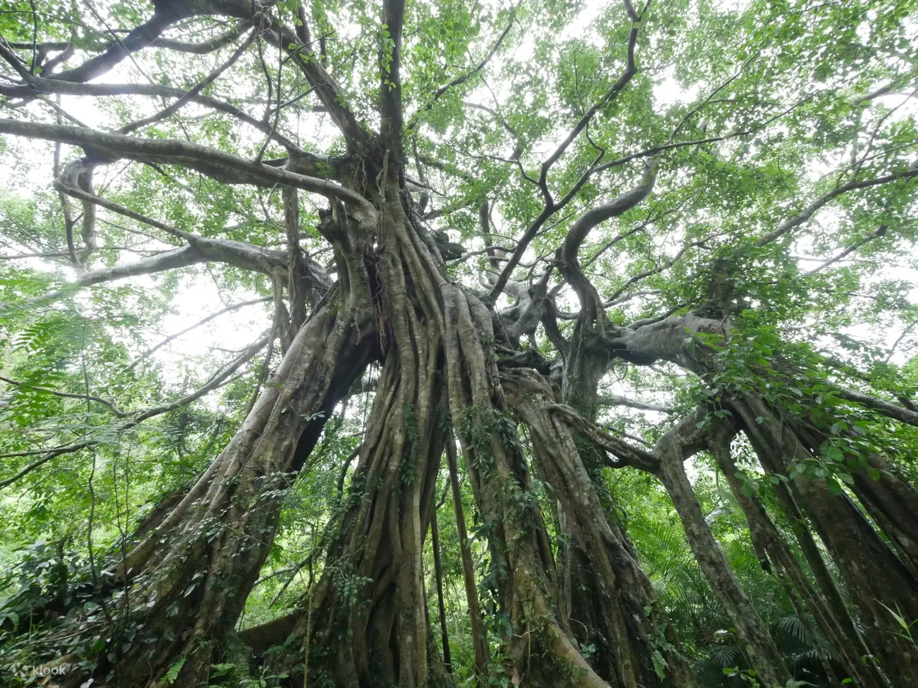 知本森林園區百年大白榕