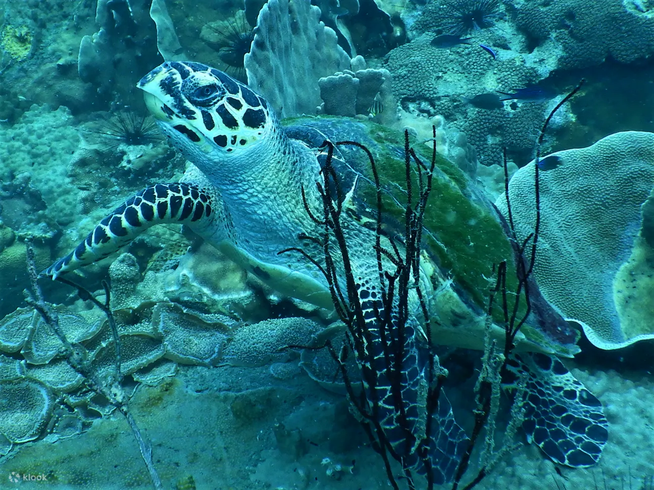 PADI 探索水肺潜水（电子学习）