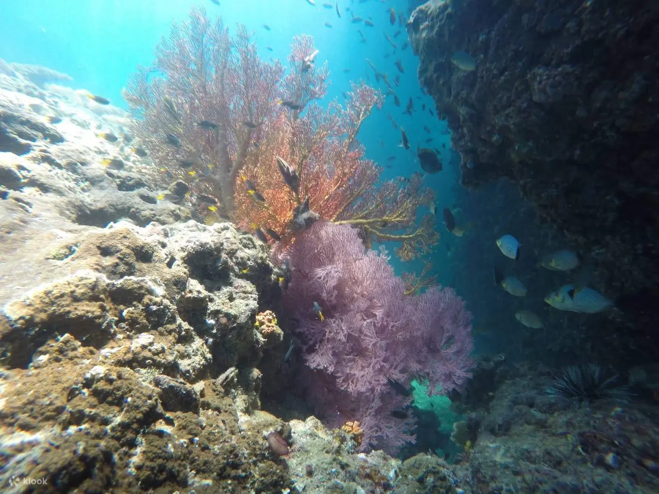 Yawasam 和 Talu 岛的甲米尼斯海浮潜之旅
