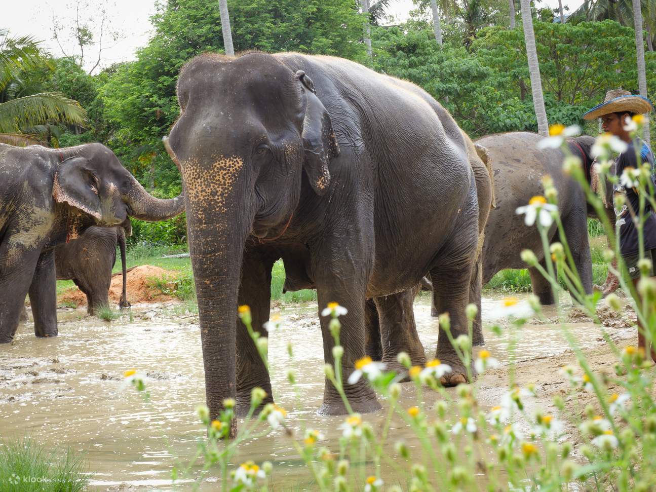 Pengalaman di Aonang Elephant Sanctuary