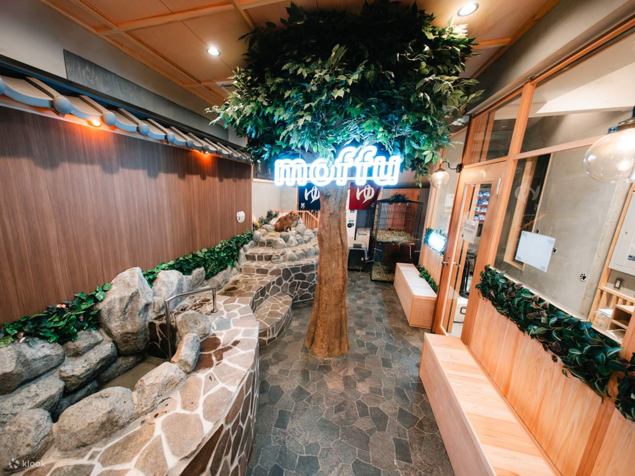 [kafe capybara moffu tokyo] Kursus Interaksi Capybara 30 Minit