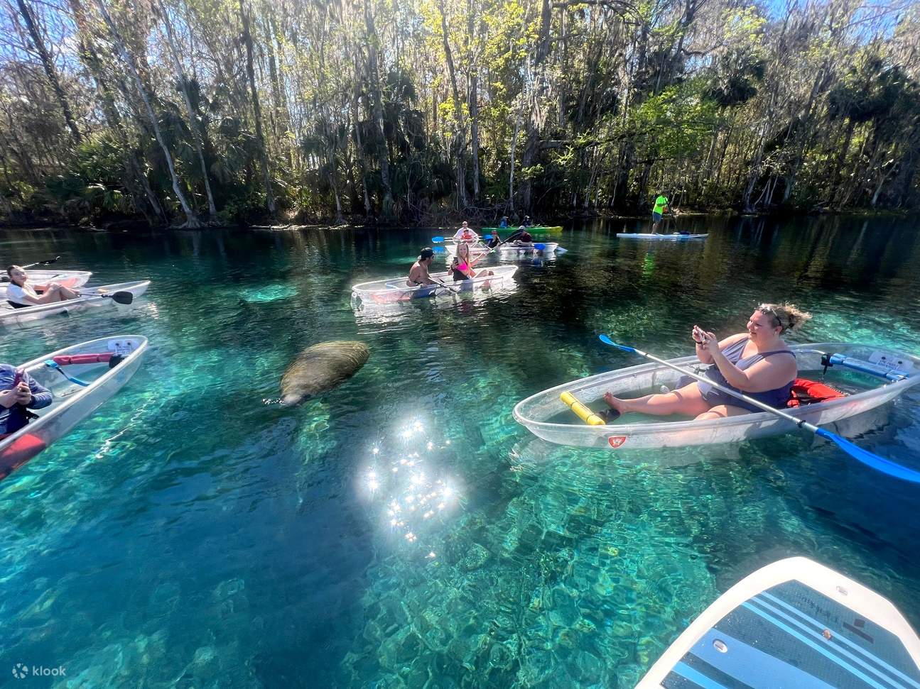 Manatees And Monkeys Clear Kayak Or Clear Paddleboard Adventure Klook 