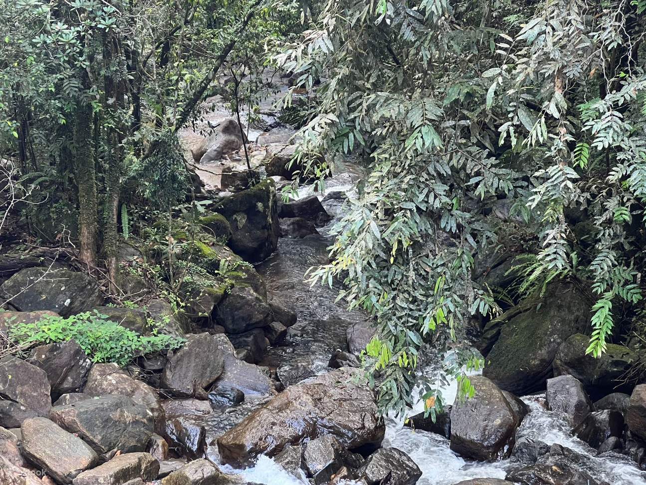 Sinha Raje Sinharaja Rain Forest & Tea Factory Private Trip - Klook India