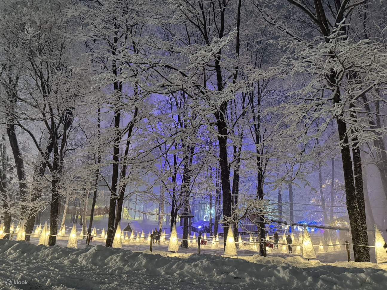 Hokkaido: Asahiyama Zoo, Blue Pond & Ningle Terrace Night View Day