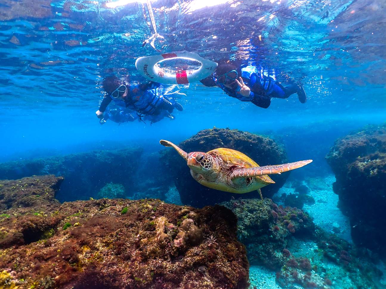 Esperienza di snorkeling, l'opportunità di vedere le tartarughe è altissima!