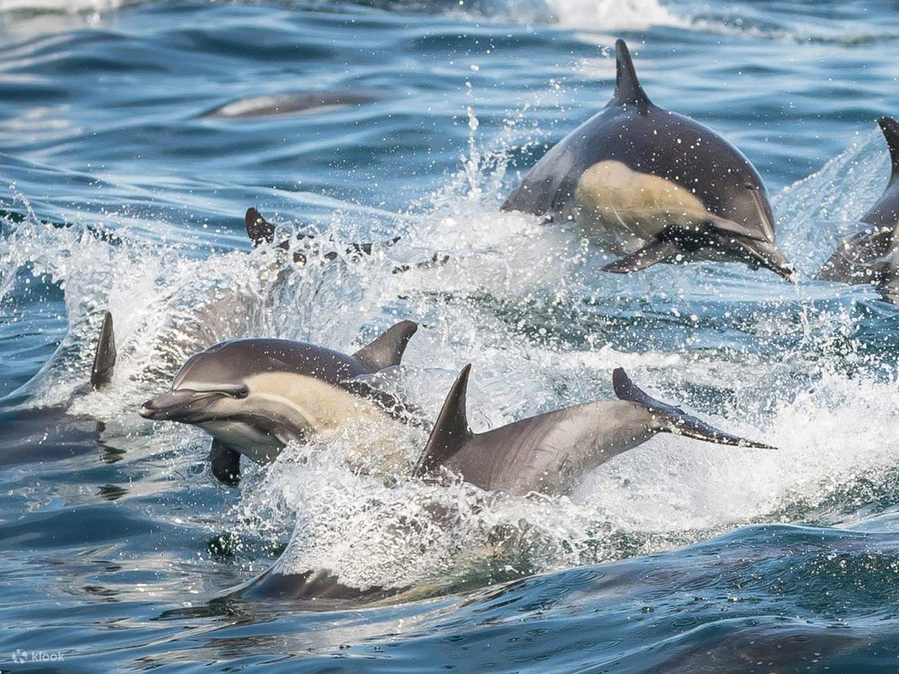 Admire a group of dolphins swimming gracefully together near the observation deck