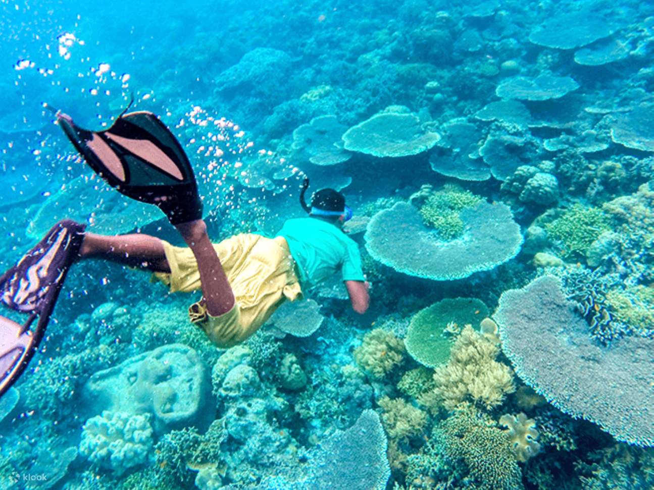 Lặn biển ngắm san hô Labuan Amuk