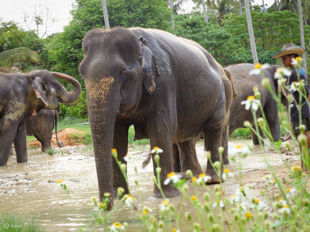 Lawatan Peribadi Krabi : Mandi Gajah & ATV Air Terjun Huay Tho