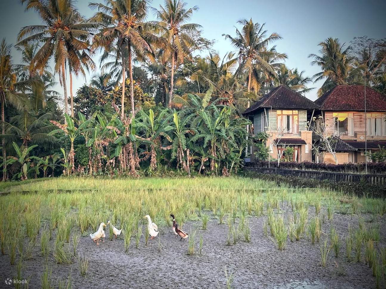 Retiro de luciérnagas de 7 días en Ubud, Bali