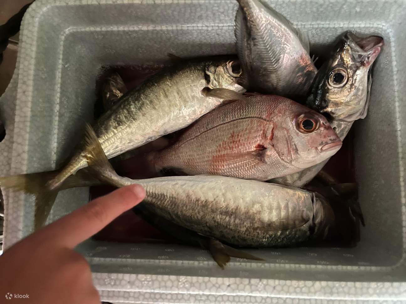 Pelayaran Teluk Kinkowan (Lapangan rakit memancing)