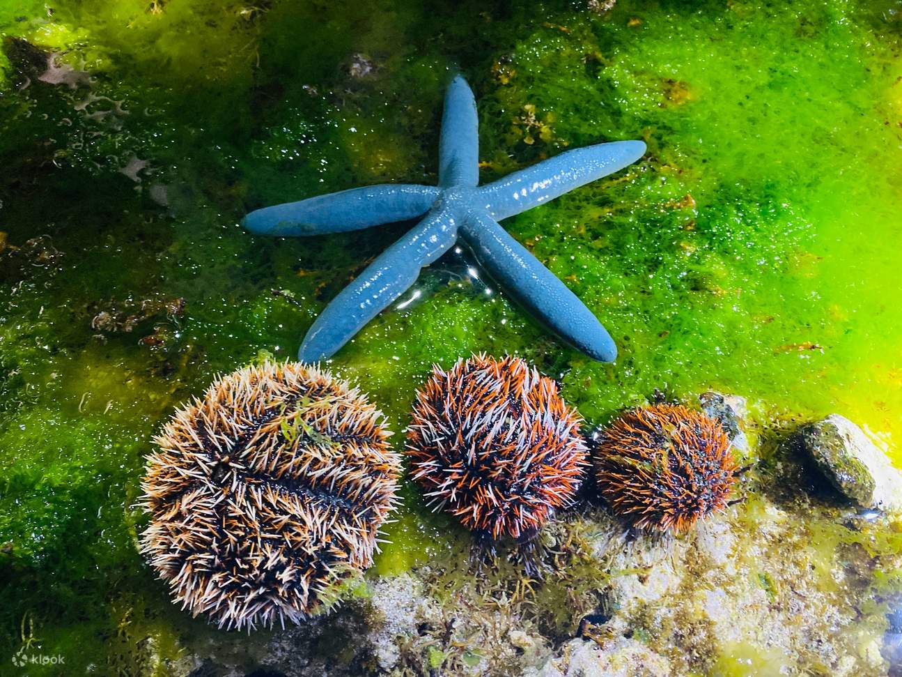 緑島ブルーホール秘境 / 眠れる森の美女古道＋仙人疊石シュノーケリング / 潮間帯ツアー