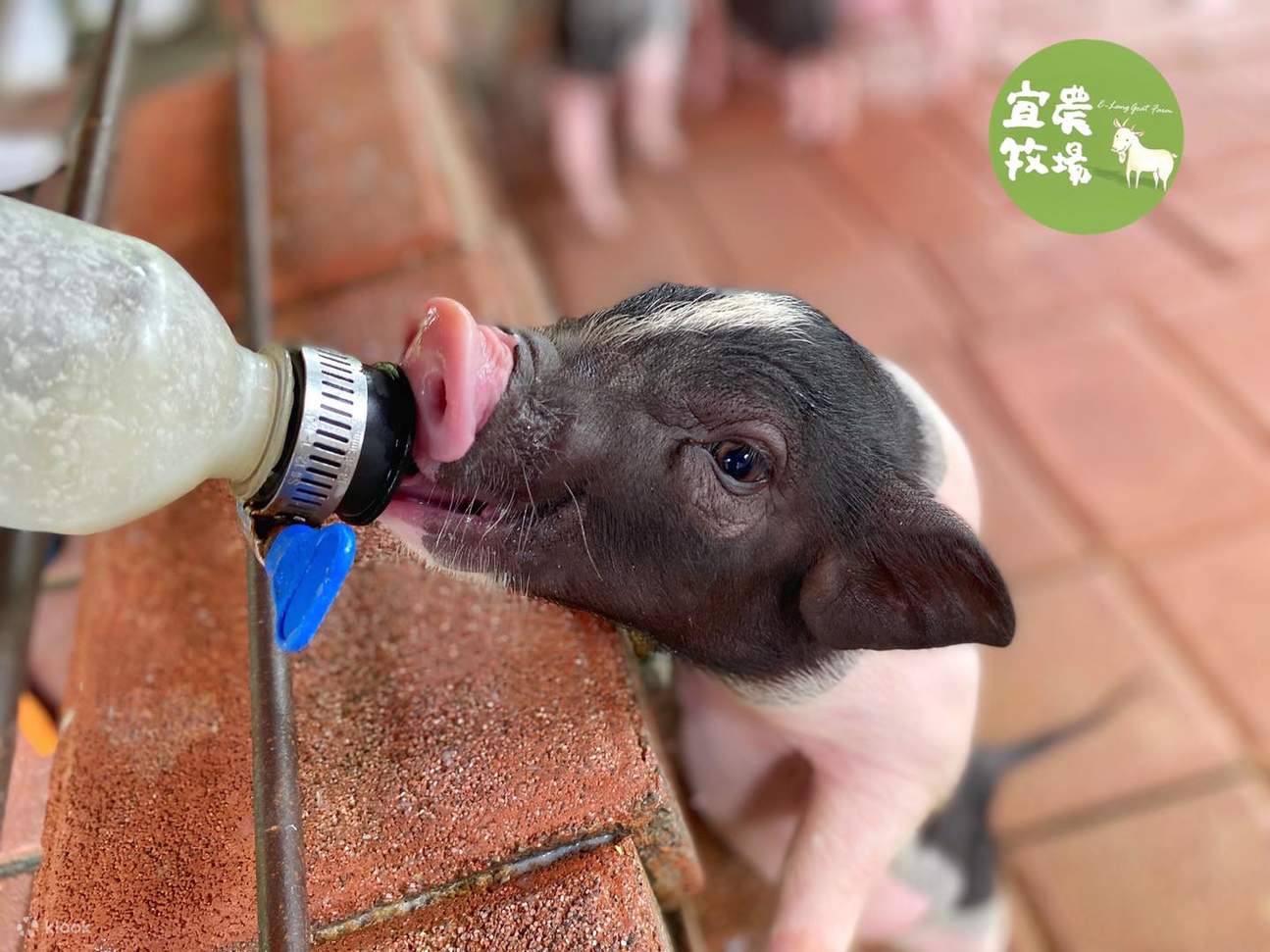 宜農牧場餵小豬