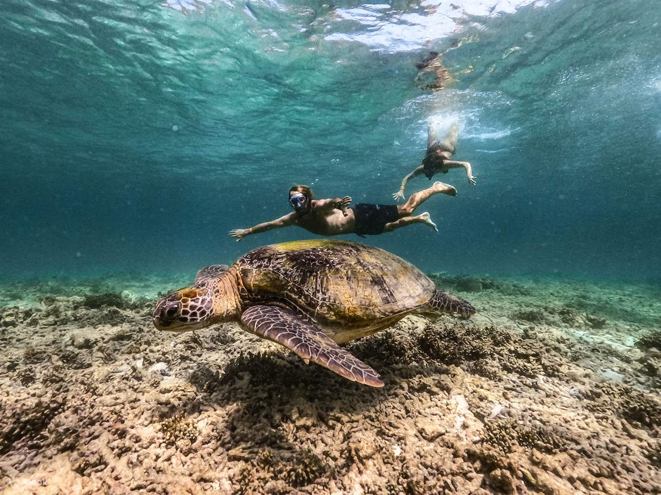 L'observation de dauphins ou de tortues marines est possible, pour une expérience fascinante.