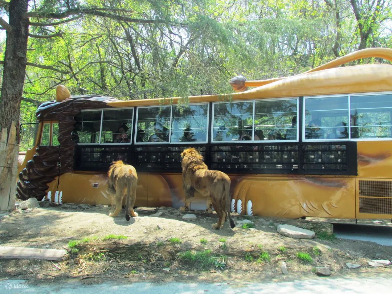 Gunma Safari Park Admission Ticket - Klook United States