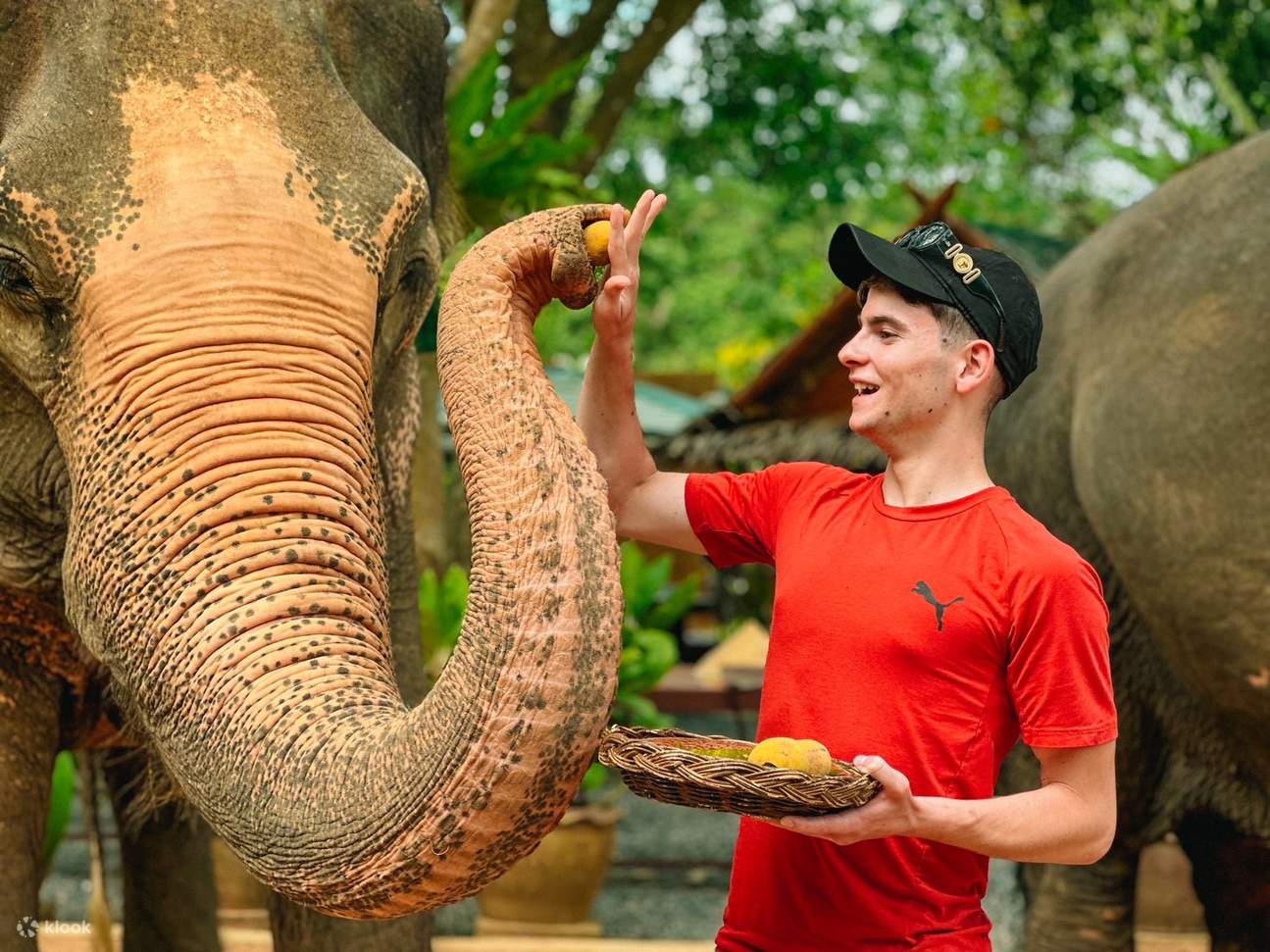Pengalaman Merawat Gajah Setengah Hari di Samui Elephant Home