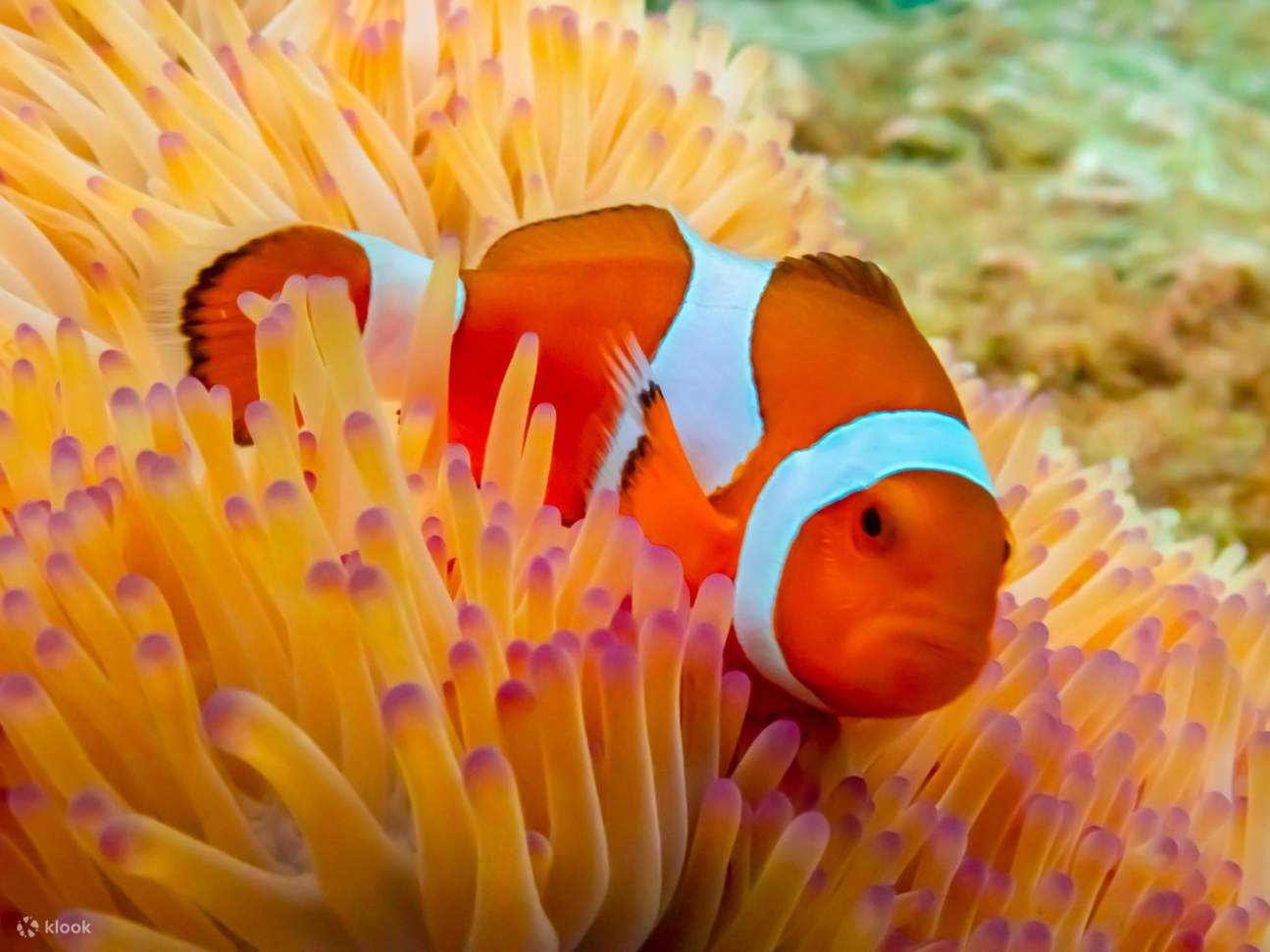 Esperienza all'Isola di Nemo con Foto con Drone e Pranzo