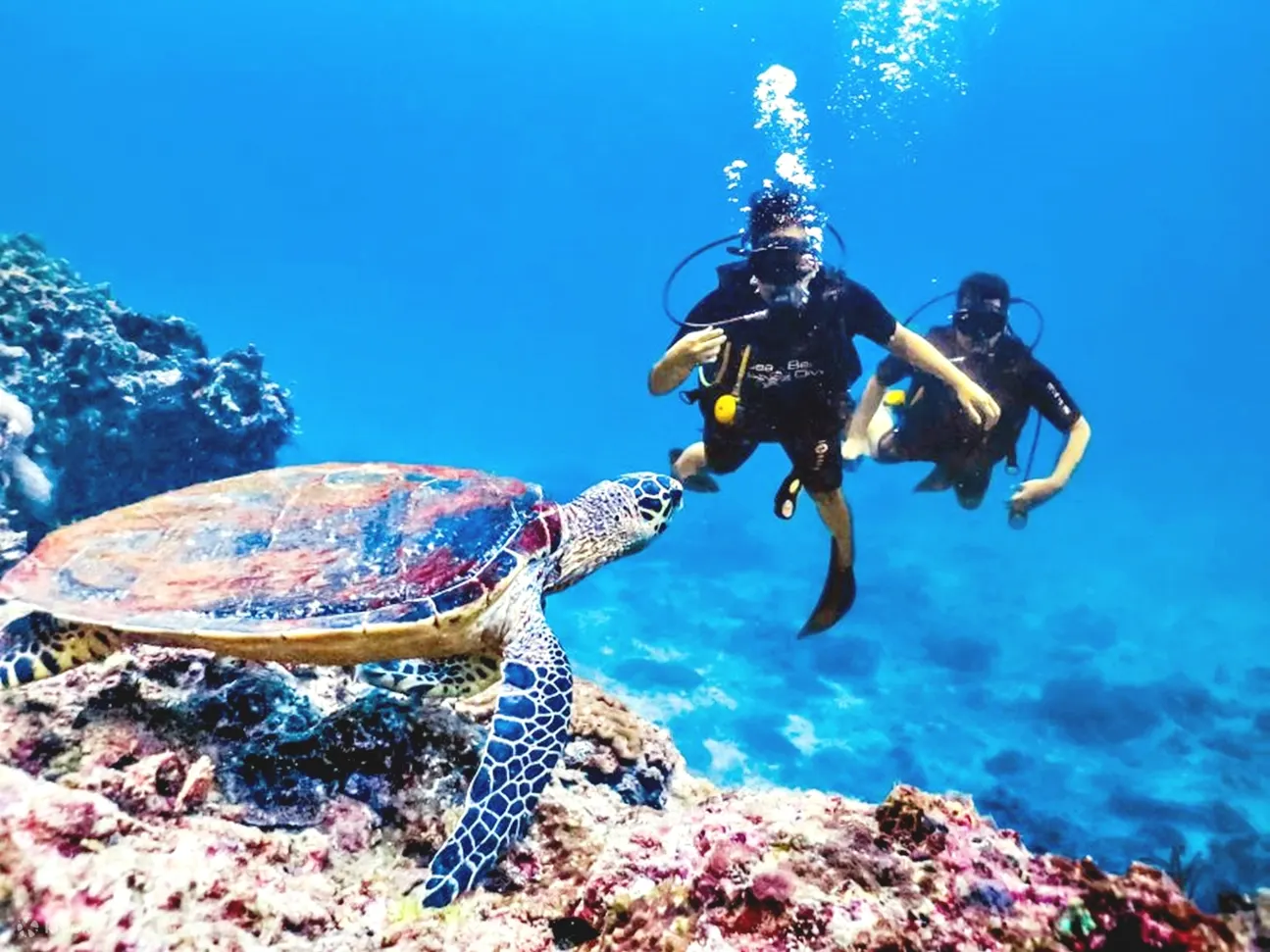 赫尔格达：潜水与浮潜介绍之旅（含午餐）