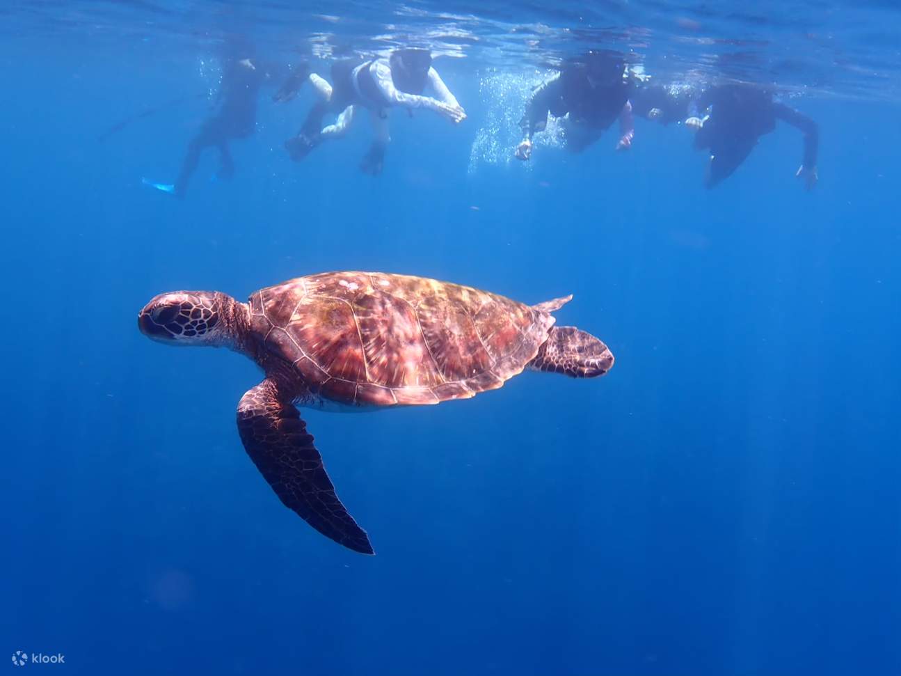 Insel Ishigaki/1 Tag Kabira Bay SUP/Kanu & Blue Cave Schnorcheln (Okinawa)