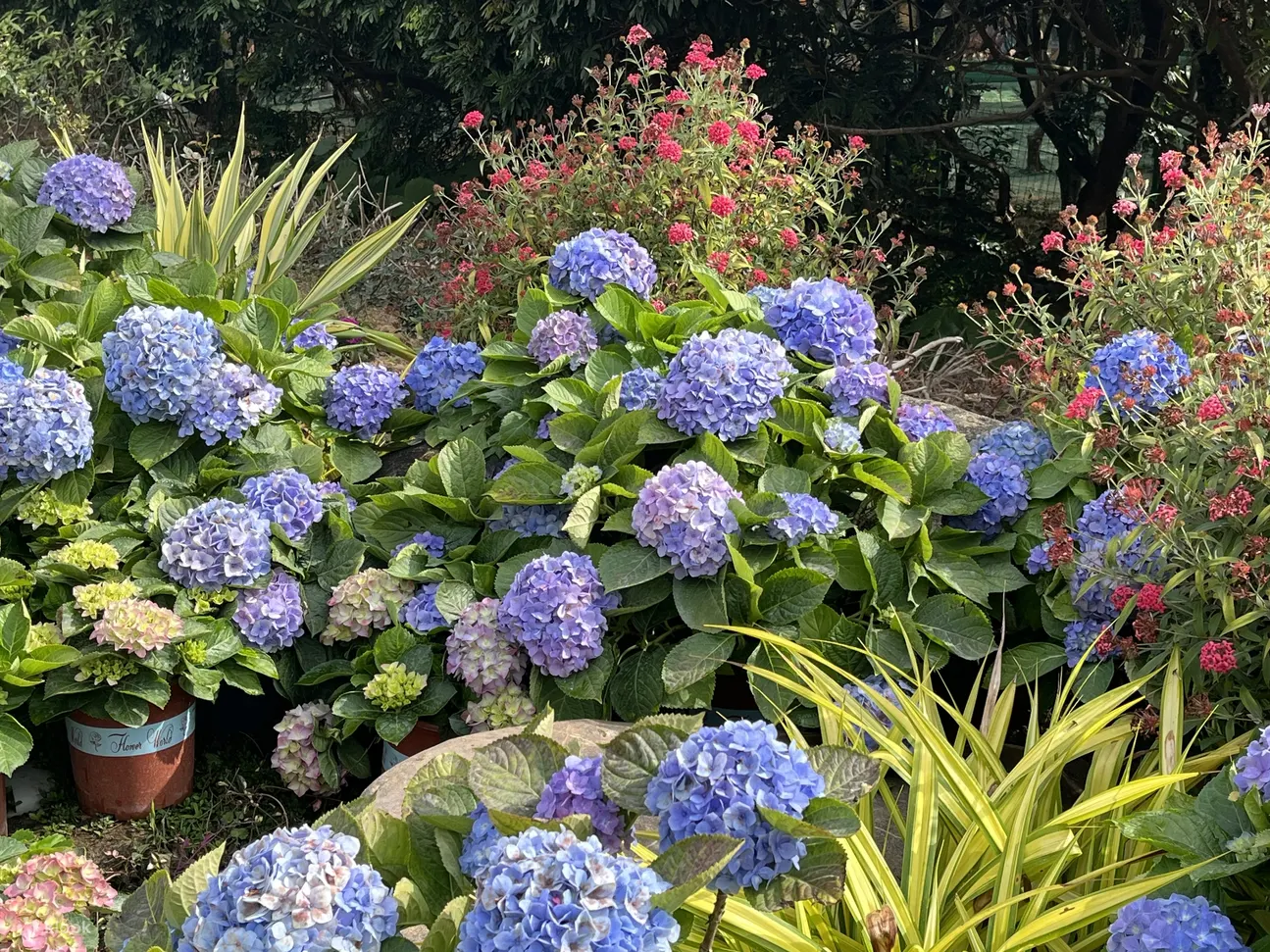 香遇百花园