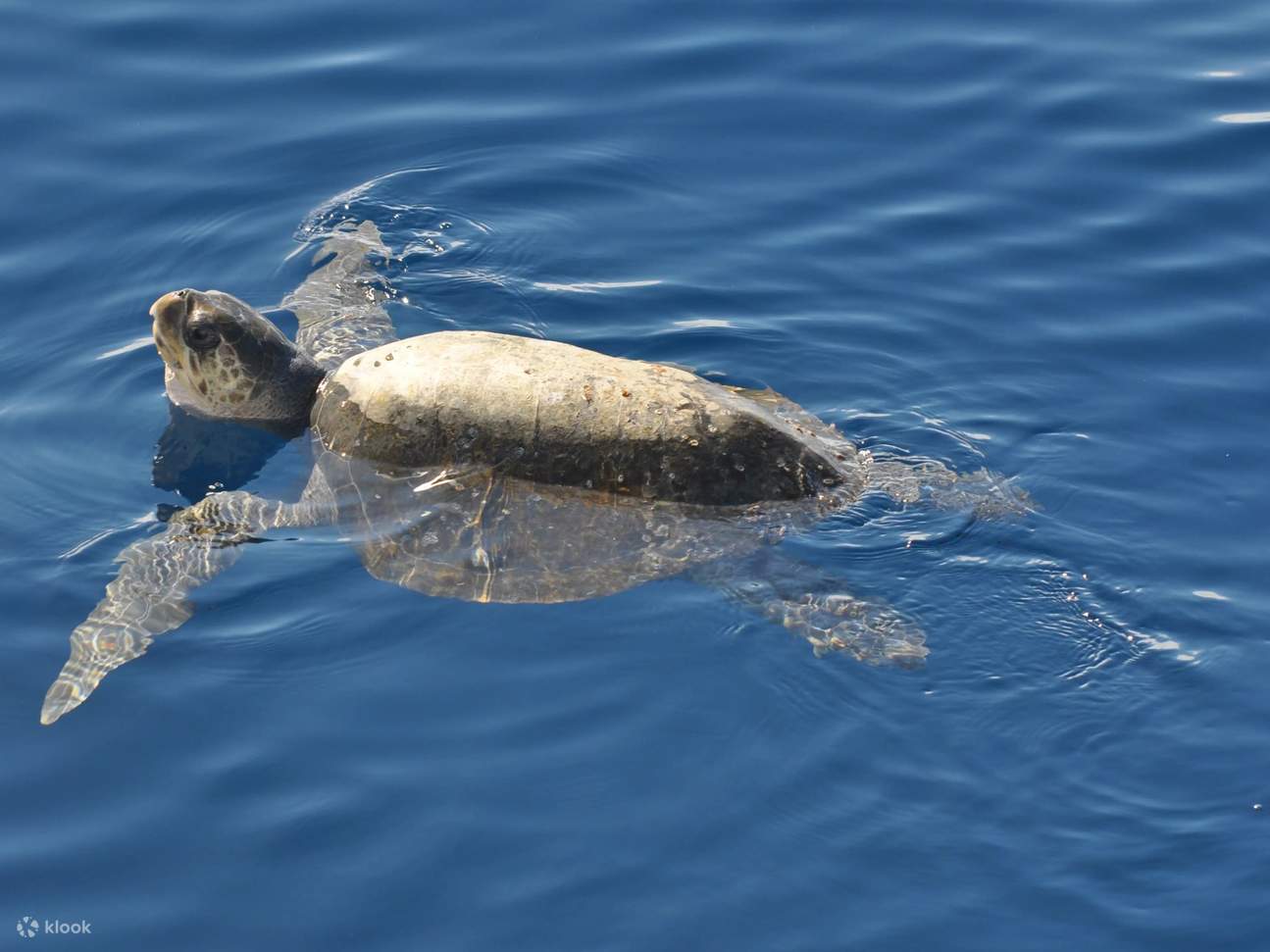  immortalisez des instants inoubliables en faisant de la plongée avec tuba au milieu des poissons tropicaux et des jardins de coraux colorés.
