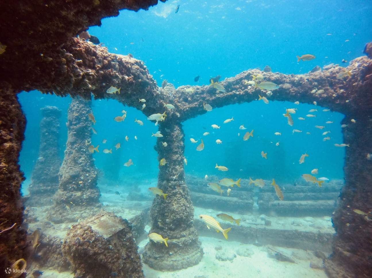 Temui Neptune Memorial Reef yang mistik sambil bersnorkel di Miami, di mana arca yang menakjubkan dan hidupan marin yang bertenaga mencipta kawasan indah bawah air