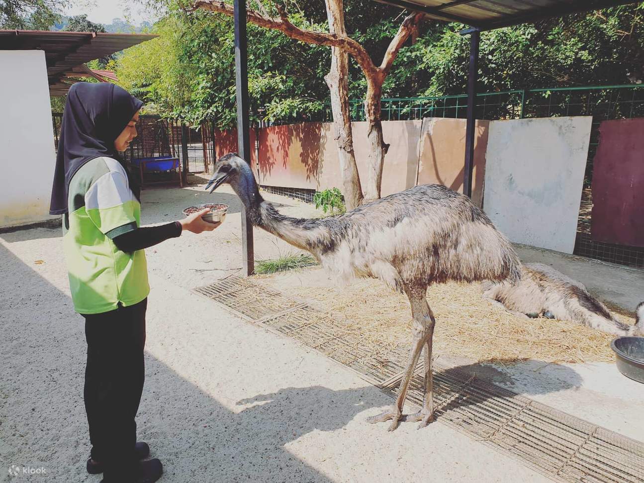 Emus im Langkawi Wildlife Park 