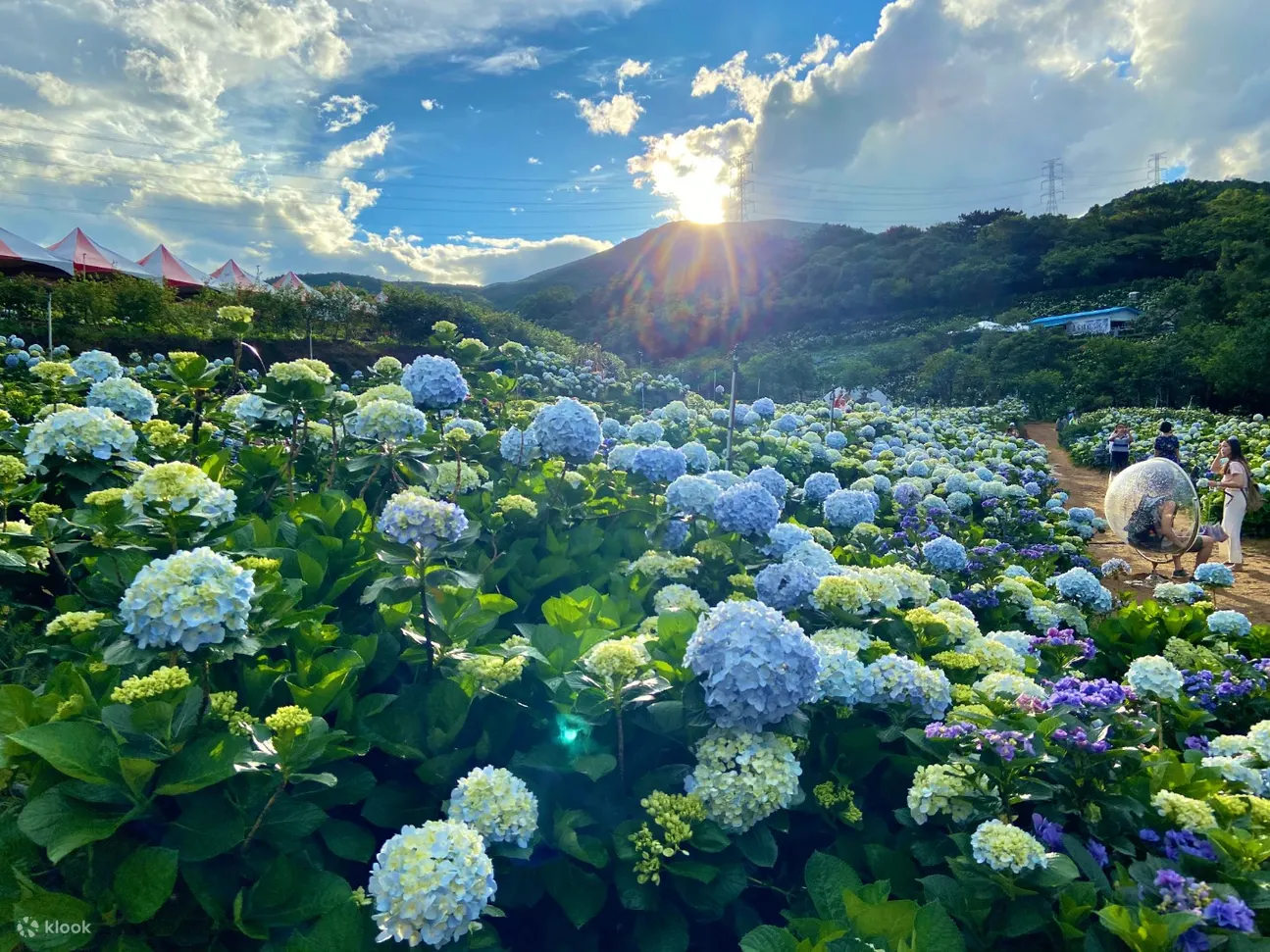 高家绣球花田