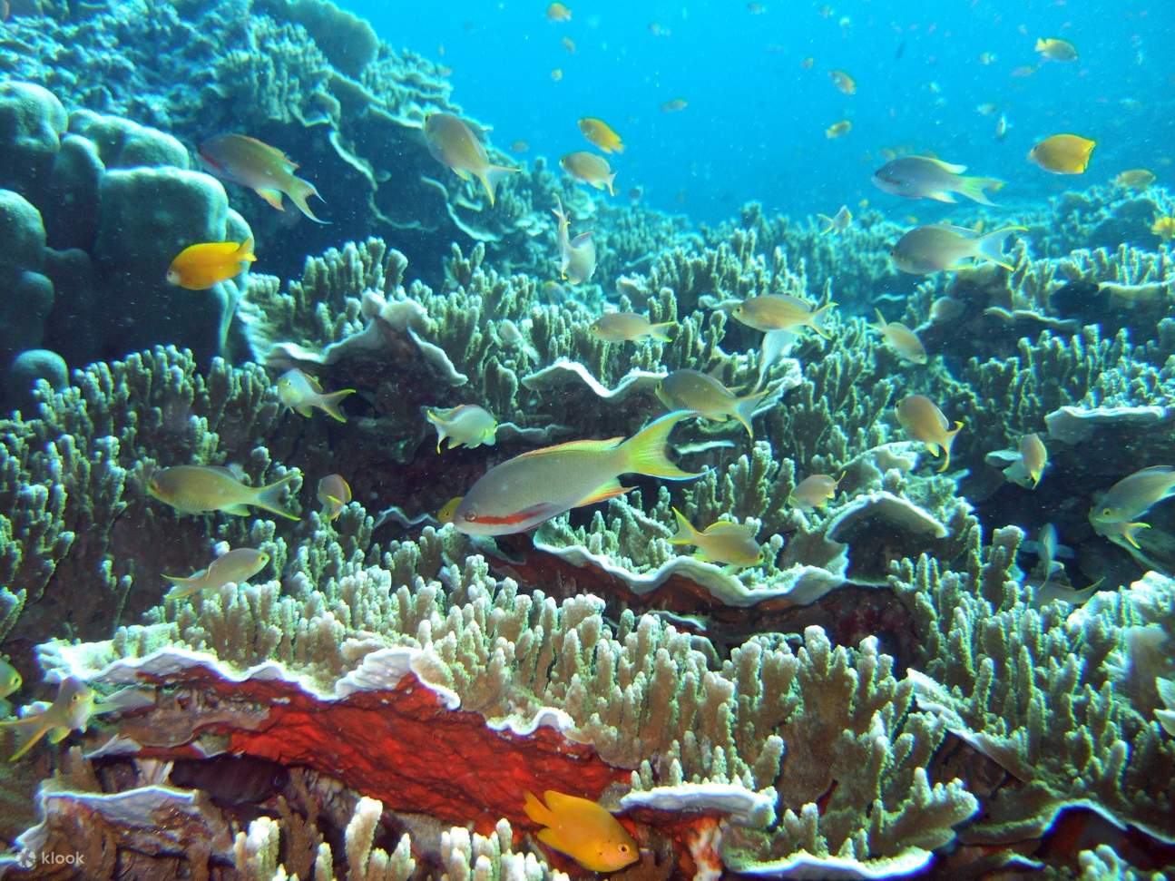 Marine Life at Pescador Island Snorkeling Join In Day Tour from Cebu