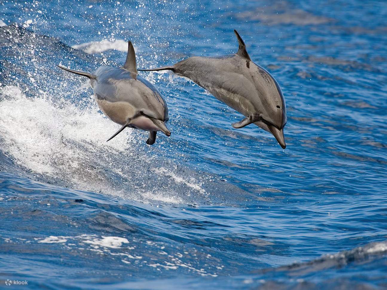 Observe a los juguetones delfines saltando junto al barco con un cielo dorado
