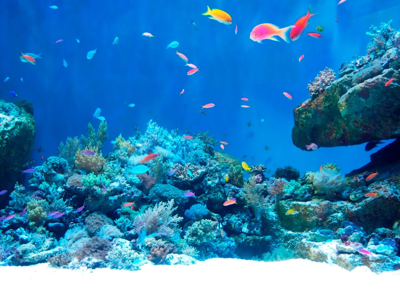 仙台うみの杜水族館 入場チケットの予約 | Klook