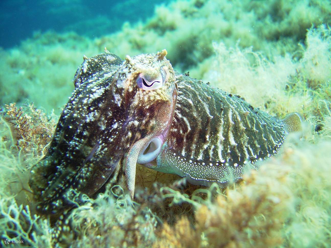 Baptême de plongée