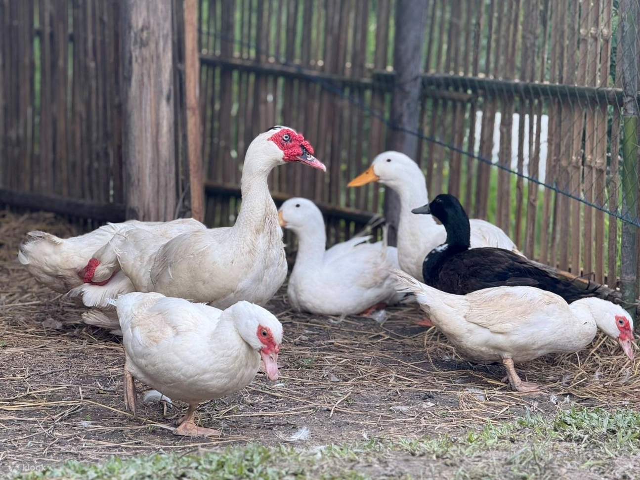 สัมผัสประสบการณ์วิถีชีวิตเกษตรกรครึ่งวัน/เต็มวัน ตั้งแต่ดินสู่โต๊ะอาหาร