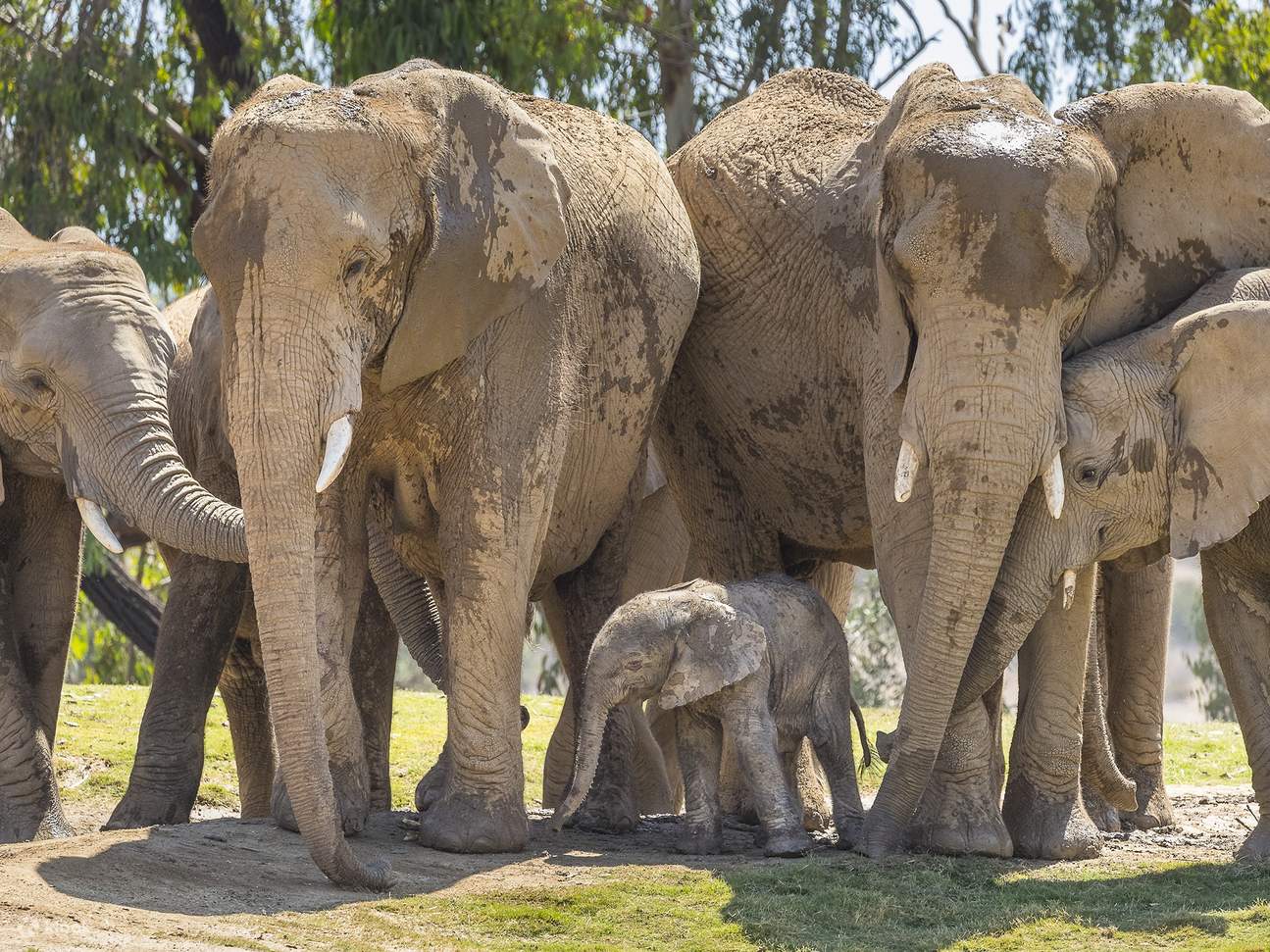 Temui gajah dari dekat di San Diego Safari Park. Saksikan keagungan mereka dan amati perilaku alami mereka di habitat yang luas. Rasakan kekaguman akan makhluk-makhluk luar biasa ini selama kunjungan Anda.