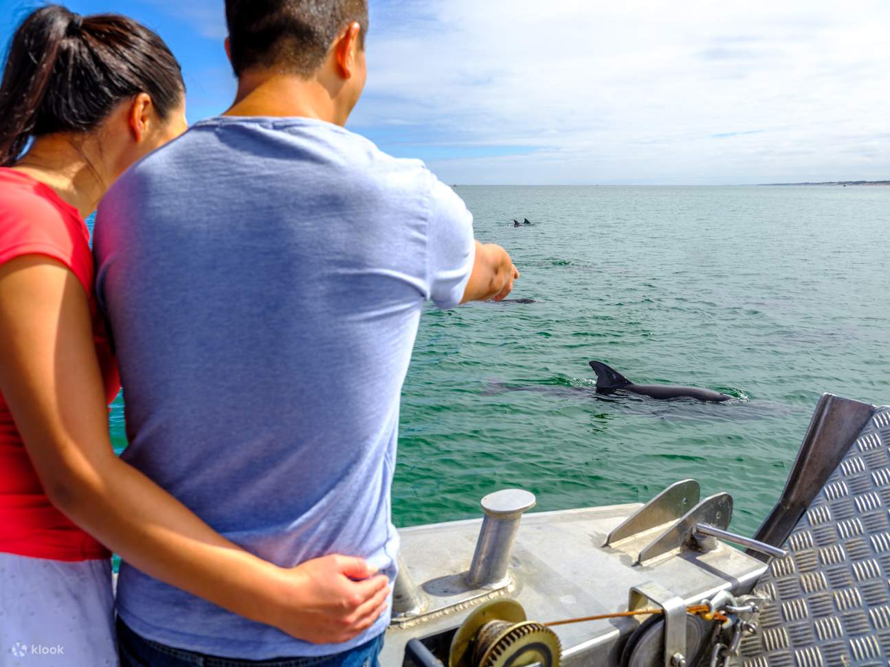 近距离接触野生瓶鼻海豚