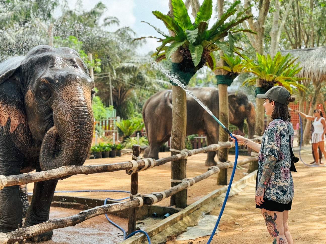 Pengalaman Merawat Gajah Setengah Hari di Samui Elephant Home