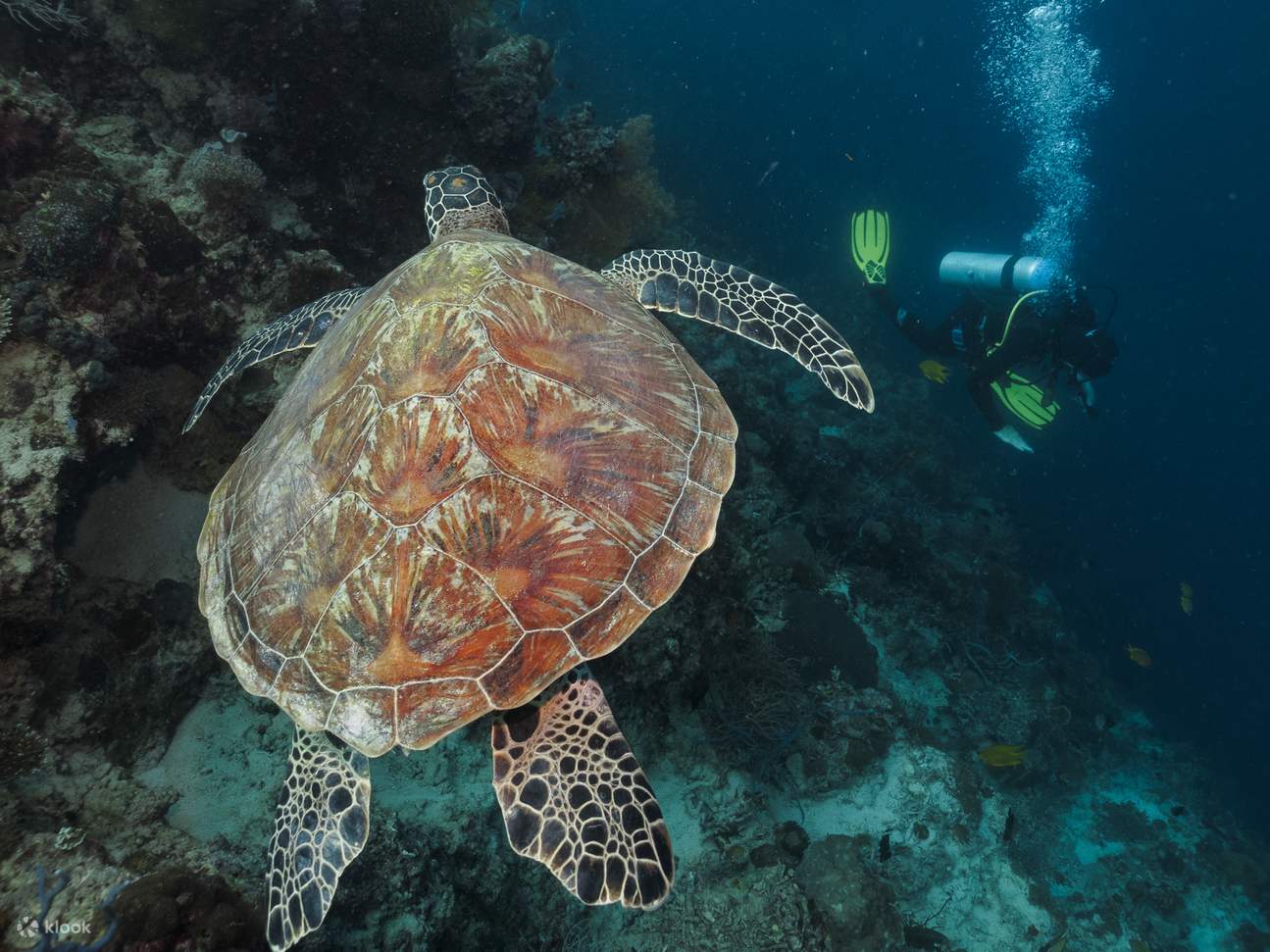 Amazing Turtle Dive - 1 Tank Shore Dive