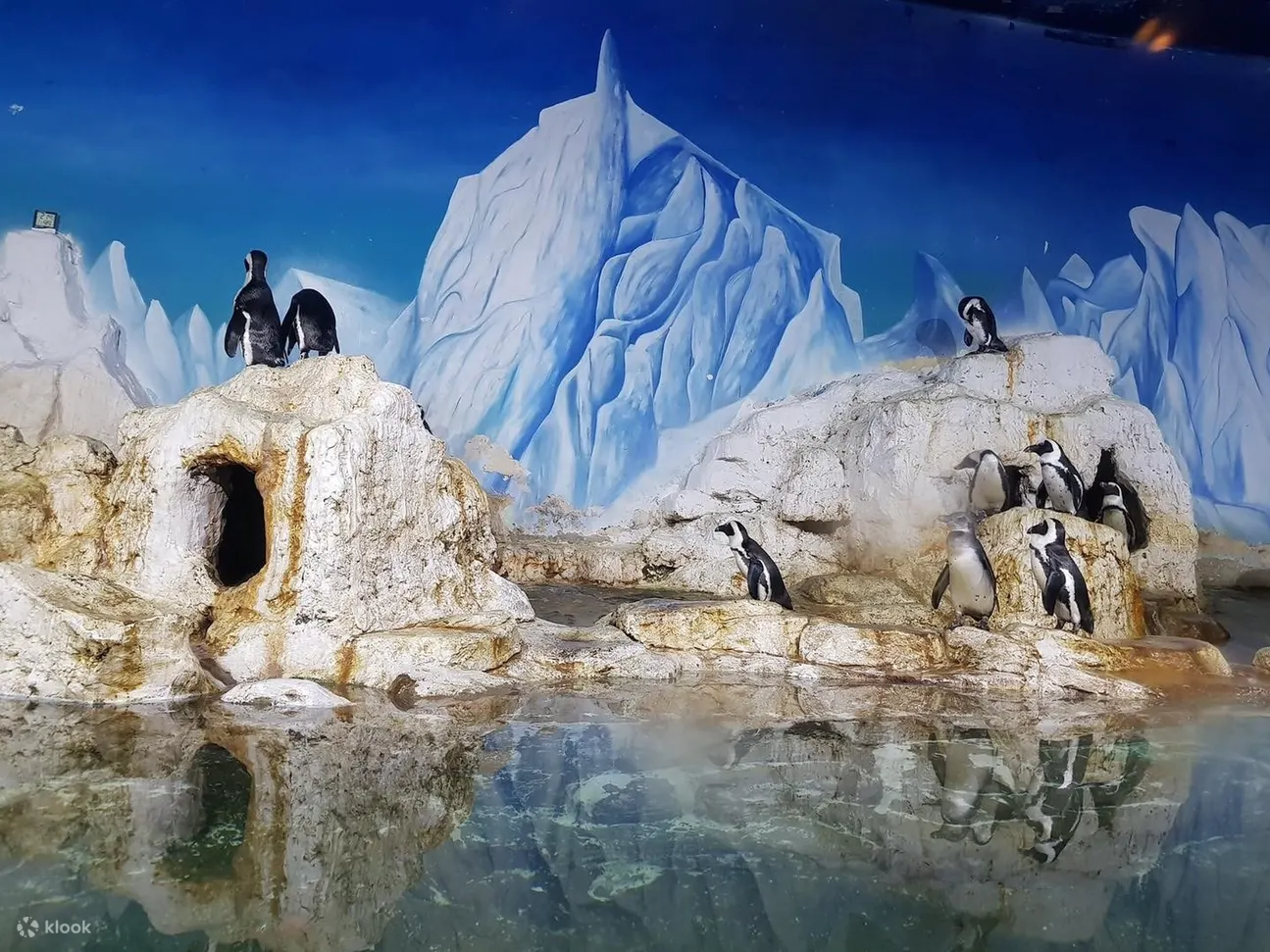 珍珠水族馆的海水展览以一群可爱淘气的企鹅吸引游客，它们是越南第一批企鹅居民