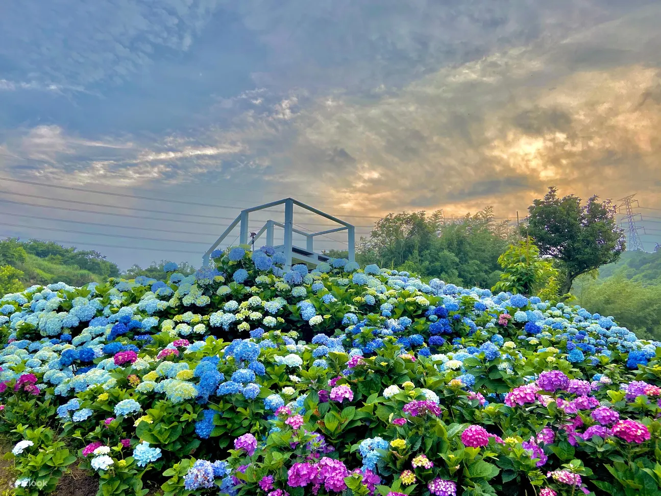高家绣球花田