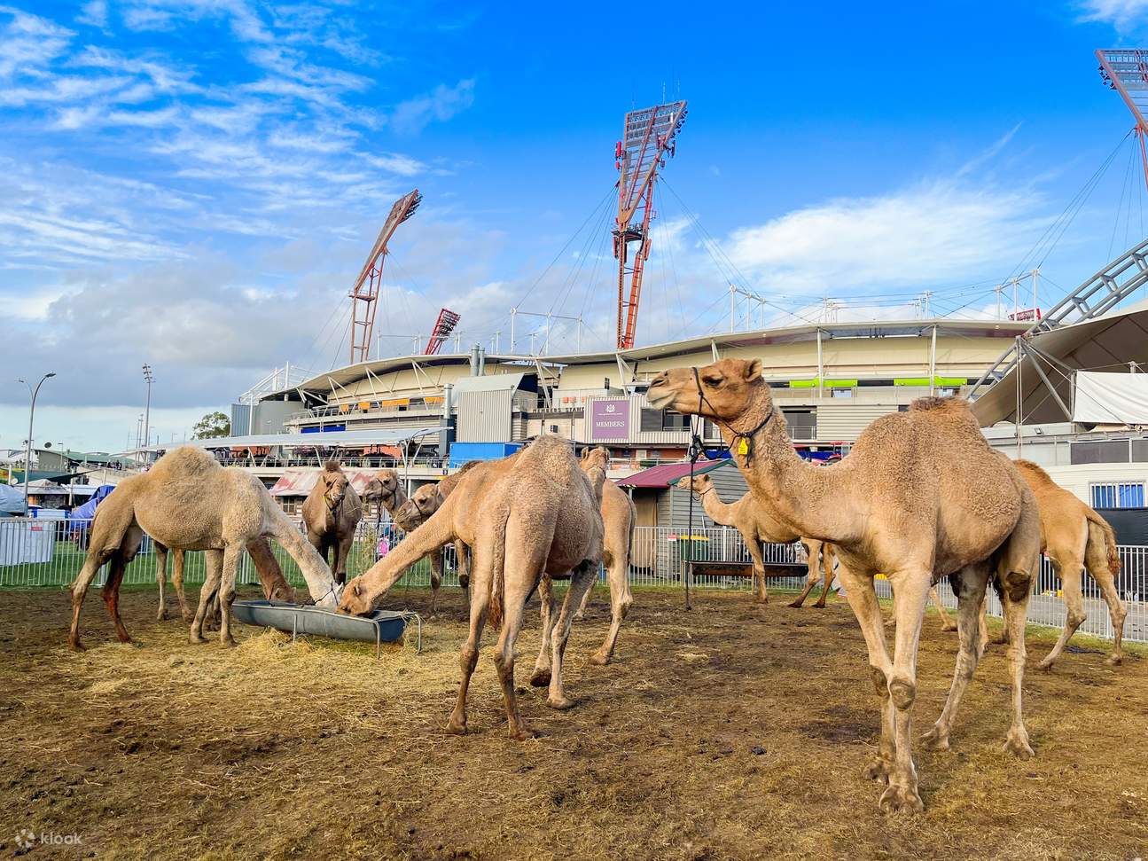 Sydney Royal Easter Show Online Tickets - Klook Australia