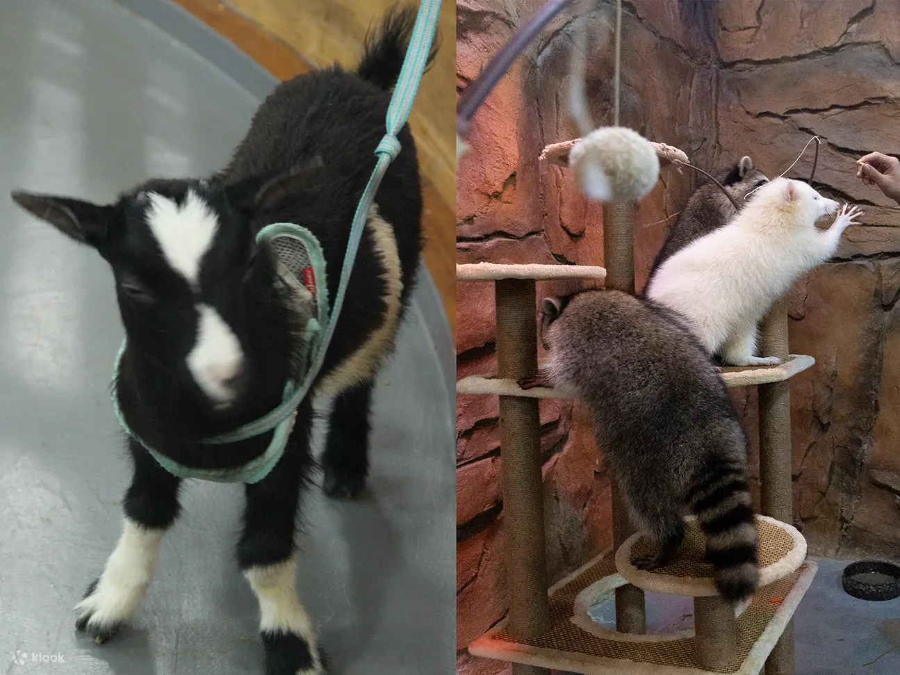 動物樂園