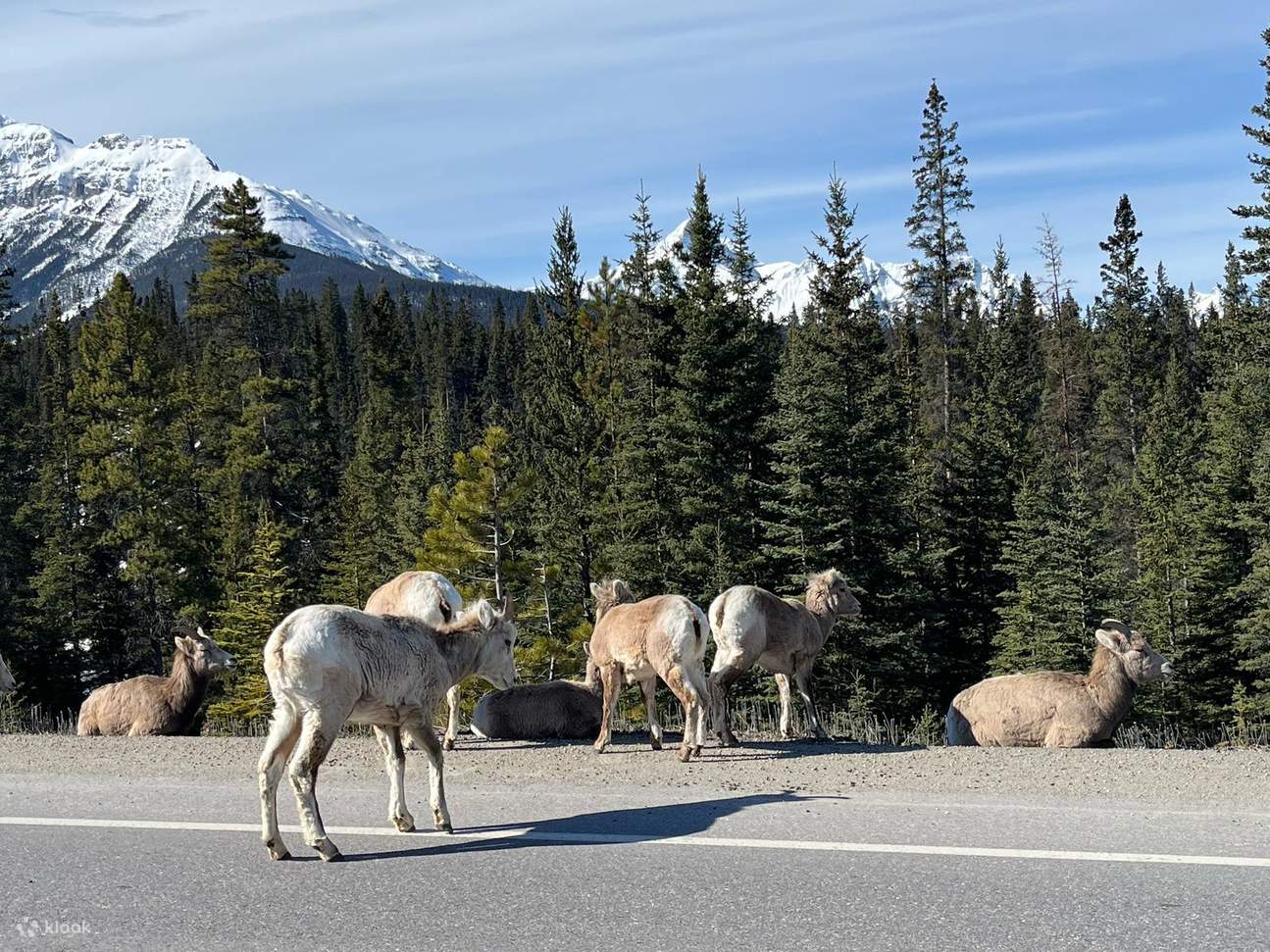 Lake Louise, Johnston Canyon, and Banff Hot Springs Ice Walk Tour ...