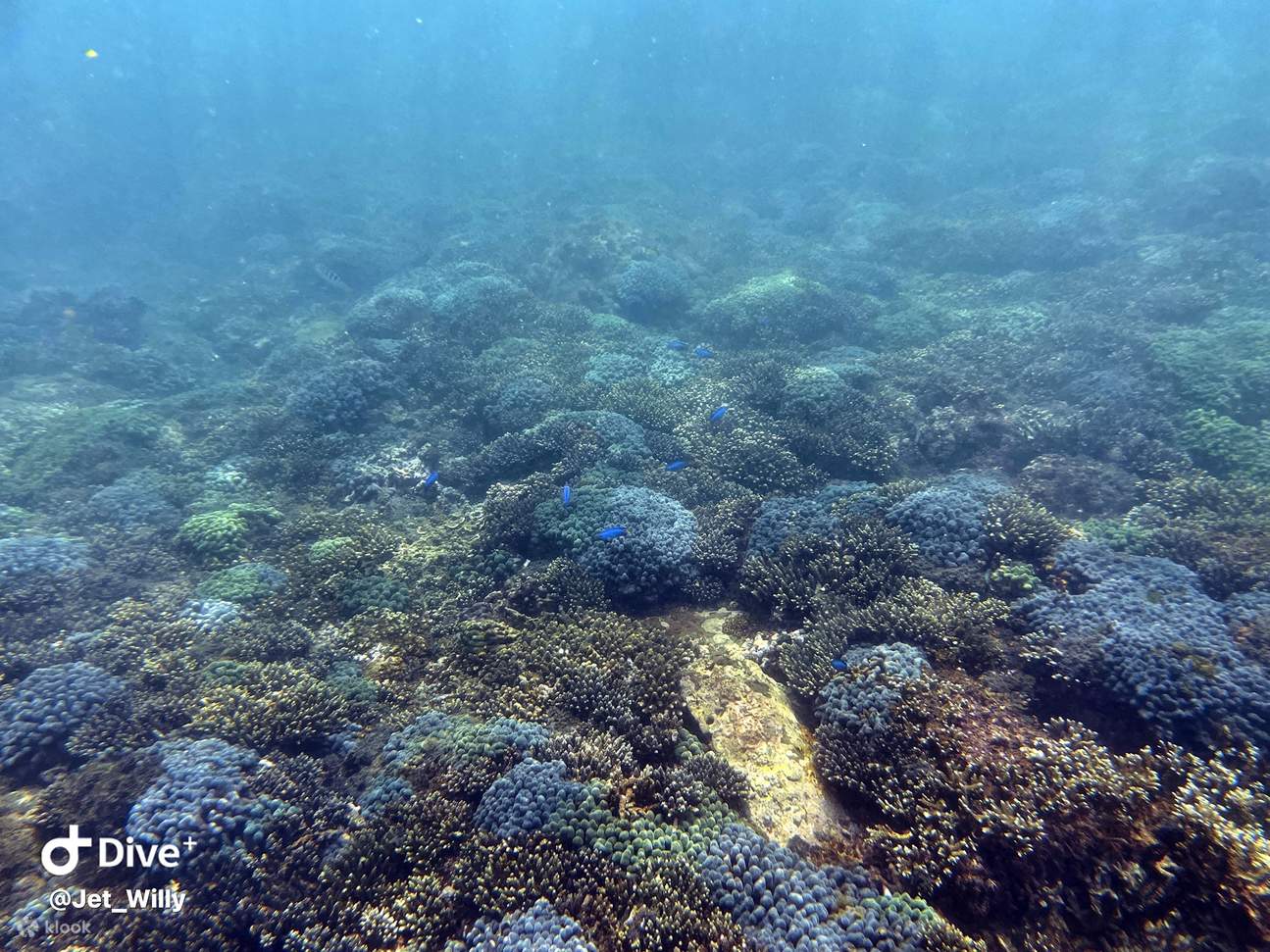 New Taipei Gongliao: Pulau Jin-Gin Au-Ti - Sea Island Boat Log - SUP / Kanu / Snorkeling / Fotografi Lensa Tunggal