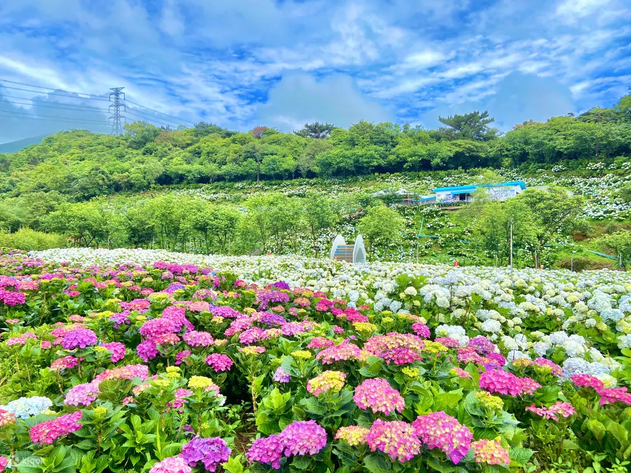 高家绣球花田